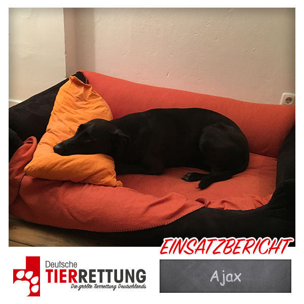 Tierrettung Einsatz: Ajax in Witten