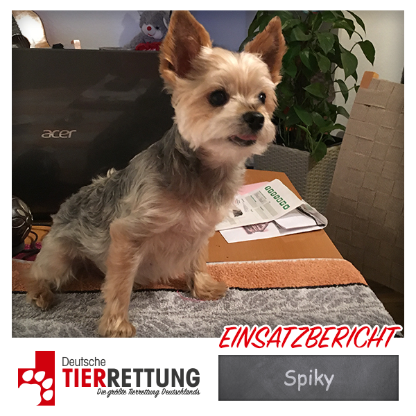 Tierrettung Einsatz: Spiky in Essen