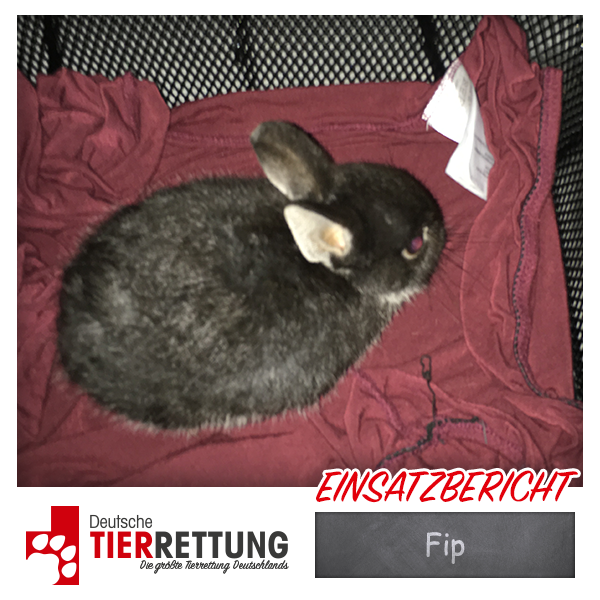 Tierrettung Einsatz: Fip in Dorsten