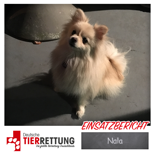 Tierrettung Einsatz: Nala in Essen