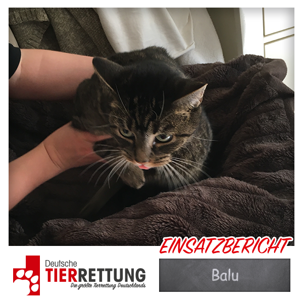 Tierrettung Einsatz: Balu in Essen