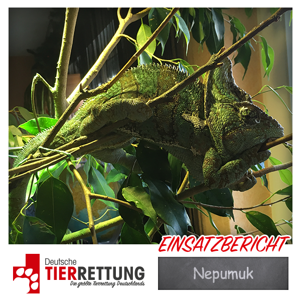 Tierrettung Einsatz: Nepumuk in Essen