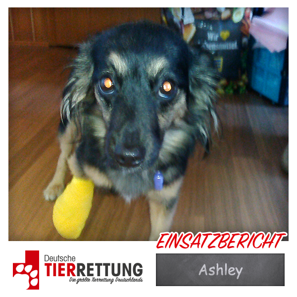 Tierrettung Einsatz: Ashley in Oberhausen