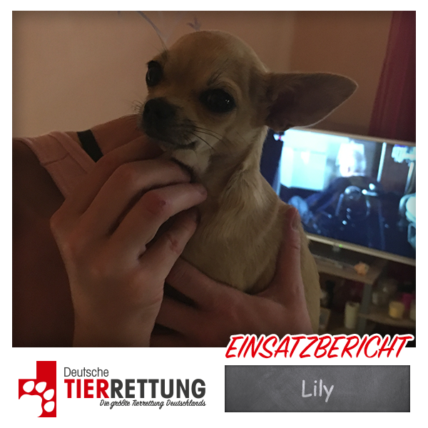 Tierrettung Einsatz: Lily in Bochum