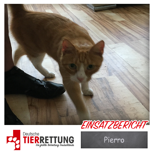 Tierrettung Einsatz: Pierro in Oberhausen
