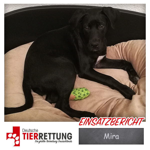 Tierrettung Einsatz: Mira in Gelsenkirchen