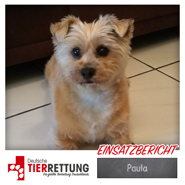 Tierrettung Einsatz: Paula in Waltrop