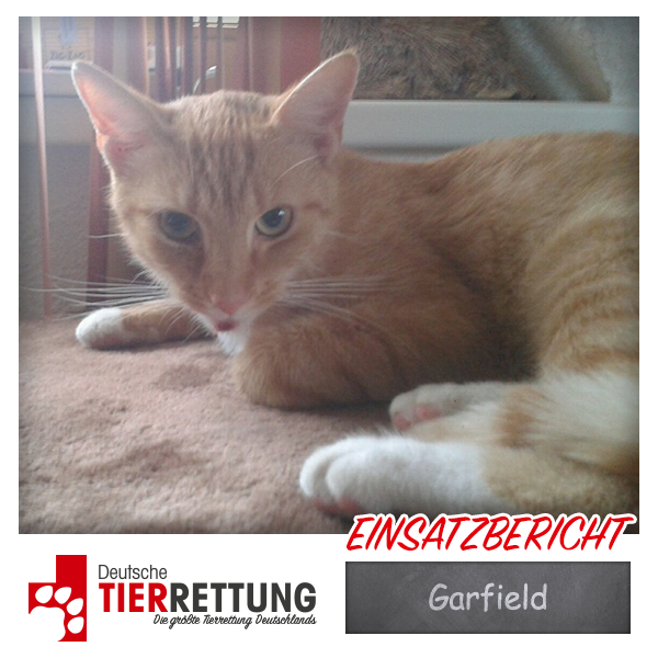 Tierrettung Einsatz: Garfield in Moers
