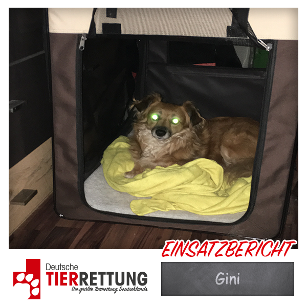 Tierrettung Einsatz: Gini in Marl