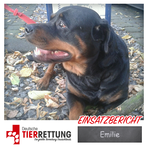 Tierrettung Einsatz: Emilie in Krefeld