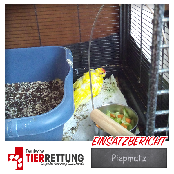 Tierrettung Einsatz: Piepmatz in Dortmund