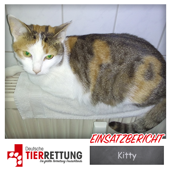 Tierrettung Einsatz: Kitty in Krefeld