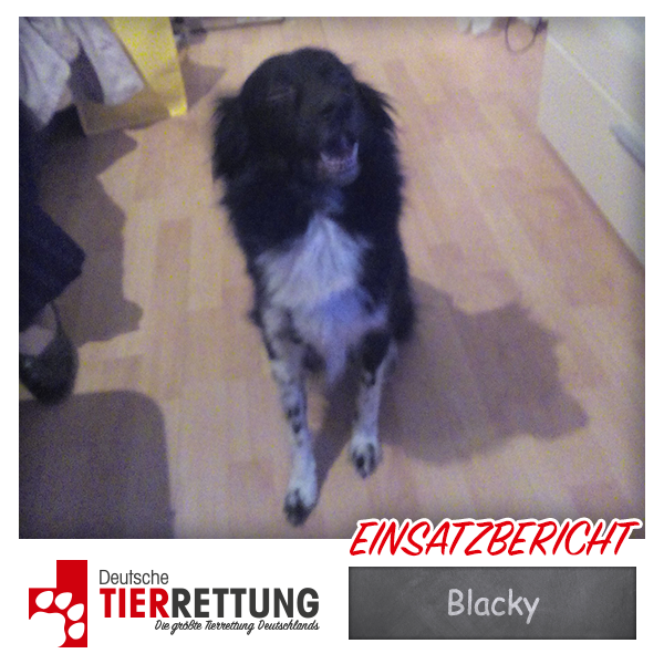 Tierrettung Einsatz: Blacky in Ratingen