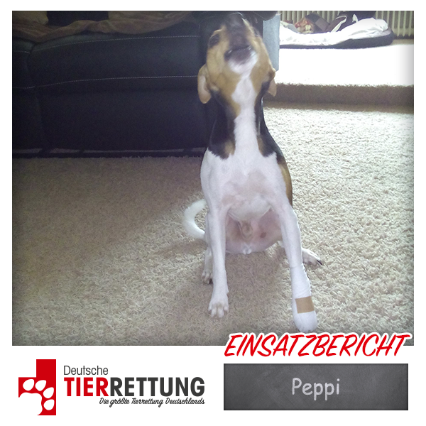 Tierrettung Einsatz: Peppi in Gelsenkirchen