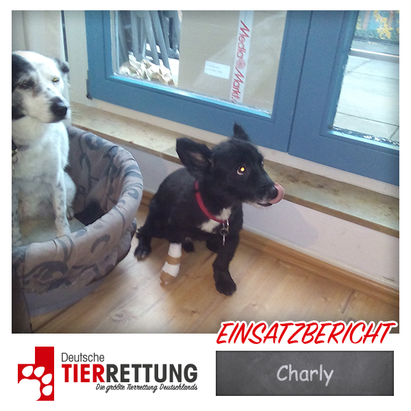 Tierrettung Einsatz: Charly in Gelsenkirchen