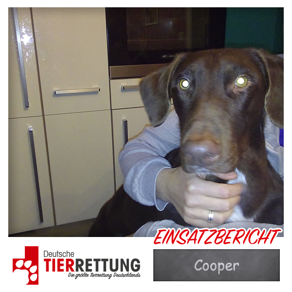 Tierrettung Einsatz: Cooper in Bochum