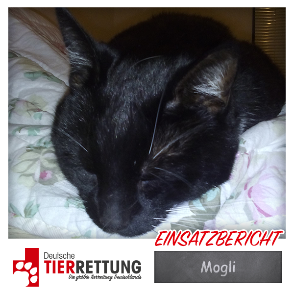 Tierrettung Einsatz: Mogli in Duisburg