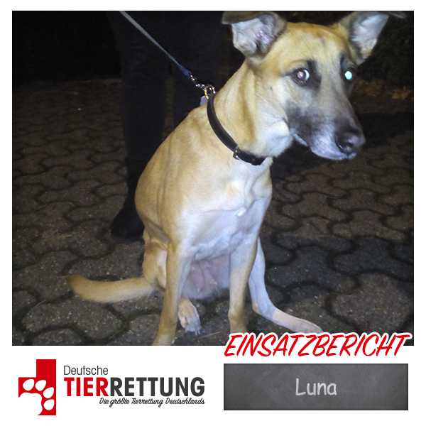 Tierrettung Einsatz: Luna in Viersen