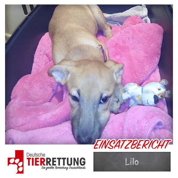 Tierrettung Einsatz: Lilo in Recklinghausen