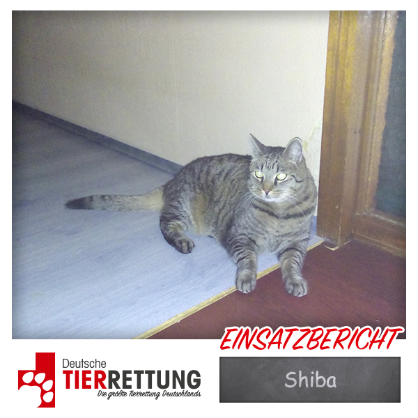 Tierrettung Einsatz: Shiba in Dortmund
