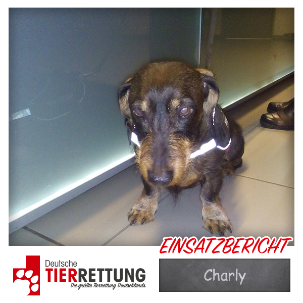 Tierrettung Einsatz: Charly in Duisburg