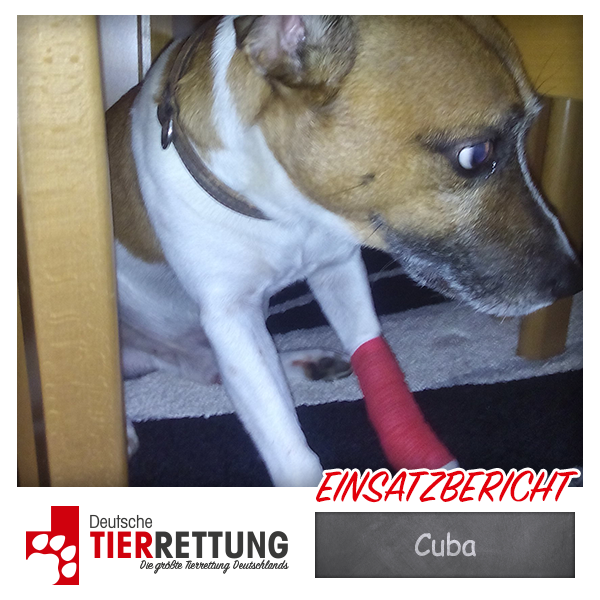 Tierrettung Einsatz: Cuba in Krefeld
