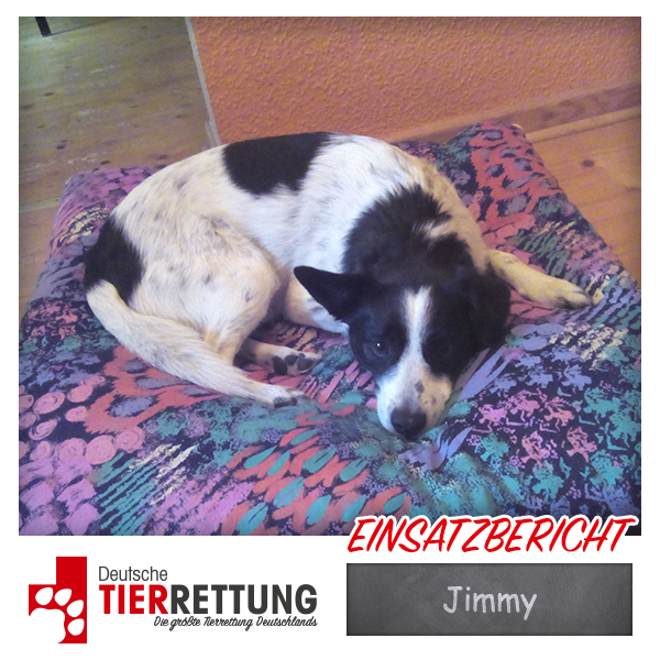 Tierrettung Einsatz: Jimmy in Gelsenkirchen