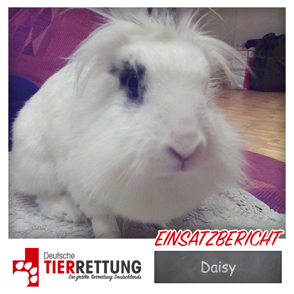 Tierrettung Einsatz: Daisy in Oberhausen