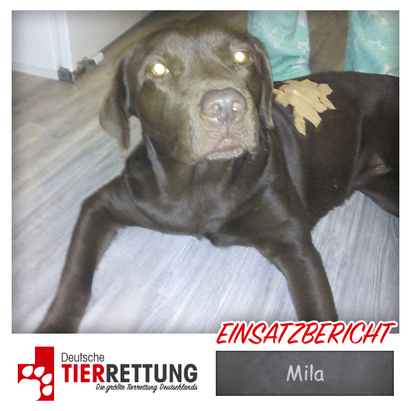 Tierrettung Einsatz: Mila in Essen
