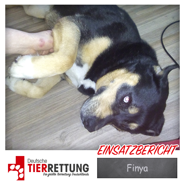 Tierrettung Einsatz: Finya in Essen