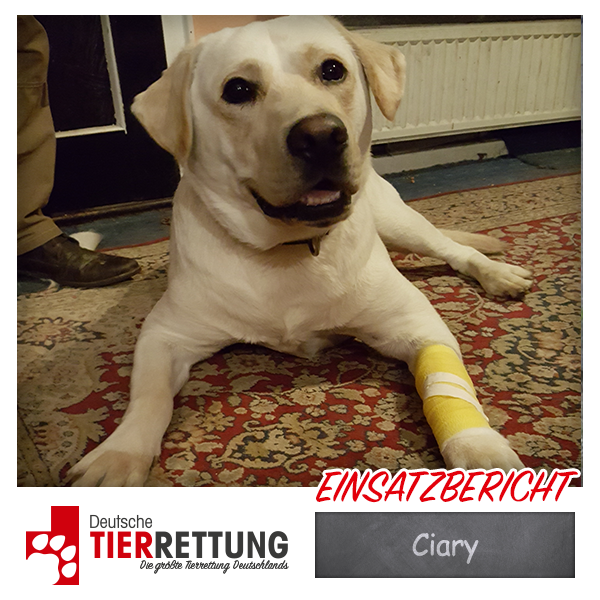 Tierrettung Einsatz: Ciary in Dortmund