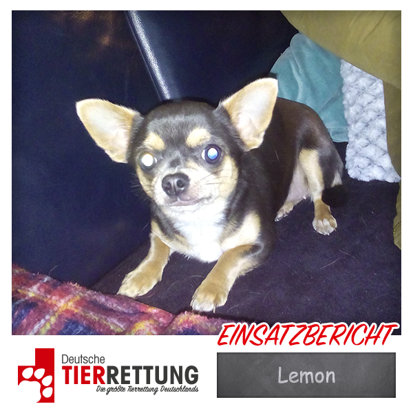 Tierrettung Einsatz: Lemon in Düsseldorf