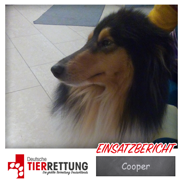 Tierrettung Einsatz: Cooper in Wesel
