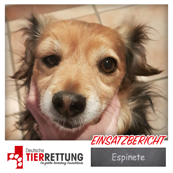 Tierrettung Einsatz: Espinete in Issum