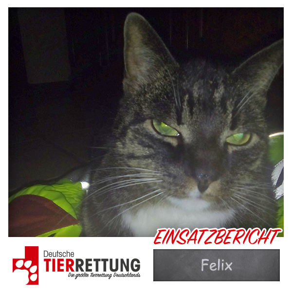 Tierrettung Einsatz: Felix in Dortmund