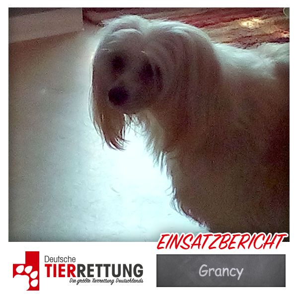 Tierrettung Einsatz: Grancy in Meerbusch