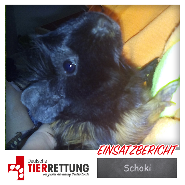 Tierrettung Einsatz: Schoki in Dortmund