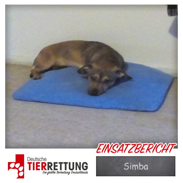 Tierrettung Einsatz: Simba in Dortmund