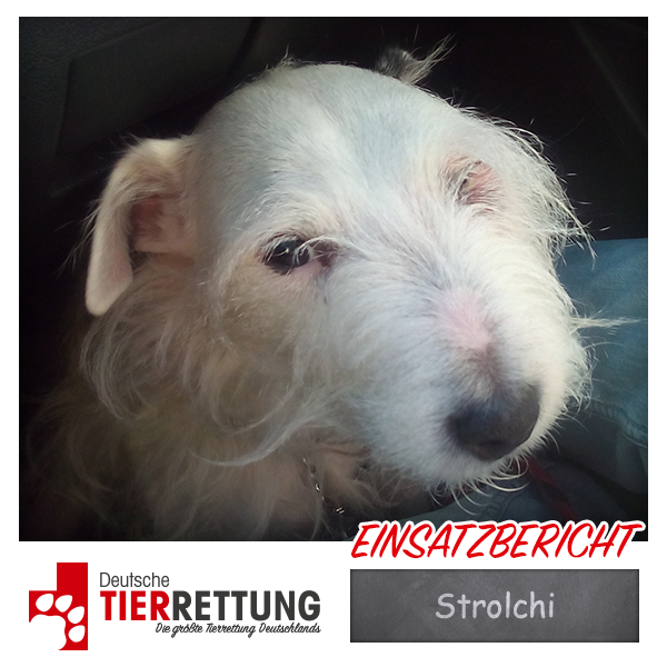 Tierrettung Einsatz: Strolchi in Oberhausen