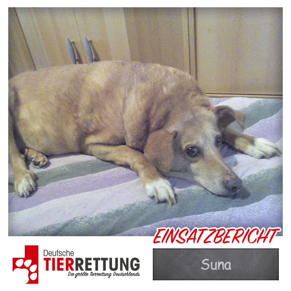 Tierrettung Einsatz: Suna in Duisburg