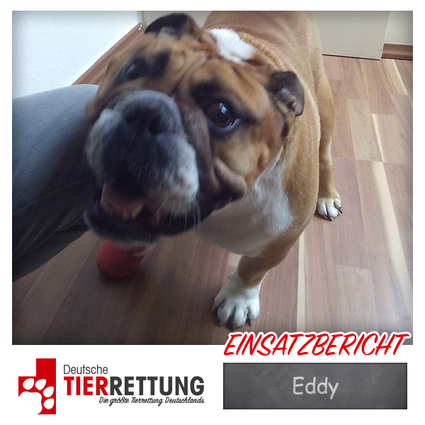 Tierrettung Einsatz: Eddy in Dortmund