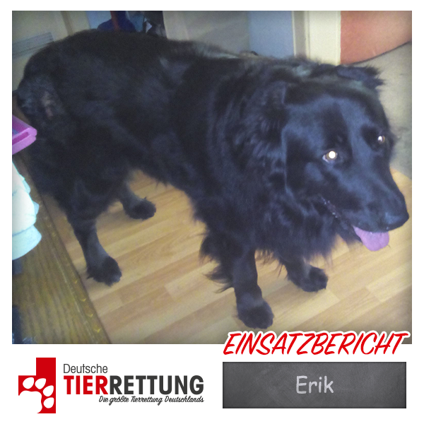 Tierrettung Einsatz: Erik in Dortmund