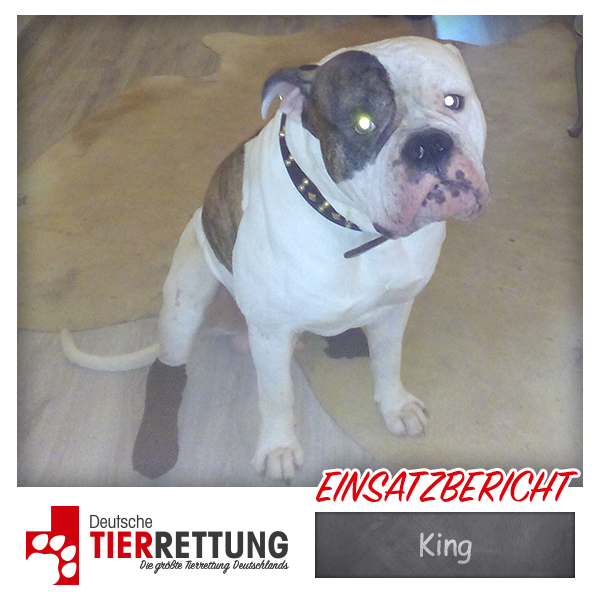 Tierrettung Einsatz: King in Düsseldorf
