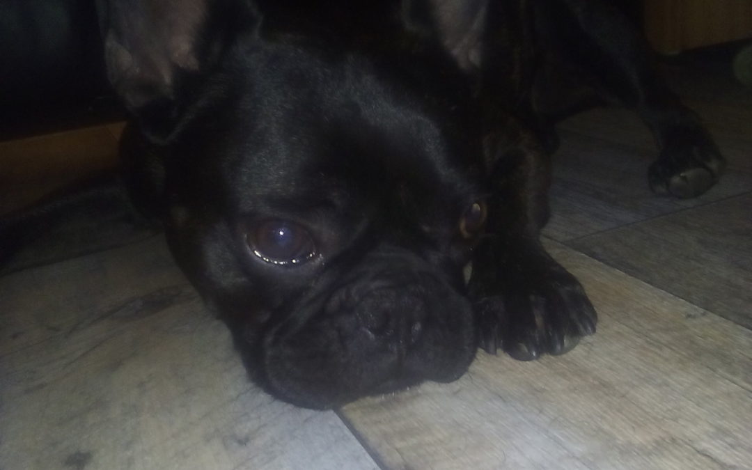 Tierrettung Einsatz: Marty in Gelsenkirchen