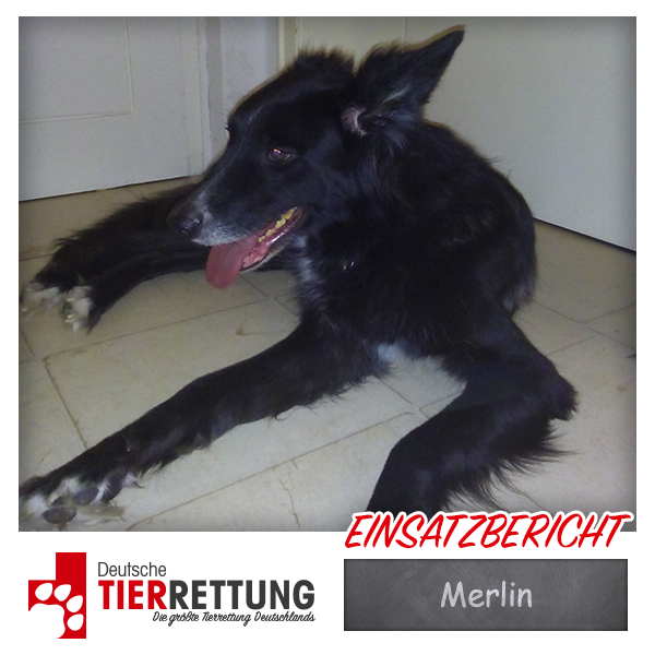 Tierrettung Einsatz: Merlin in Gelsenkirchen