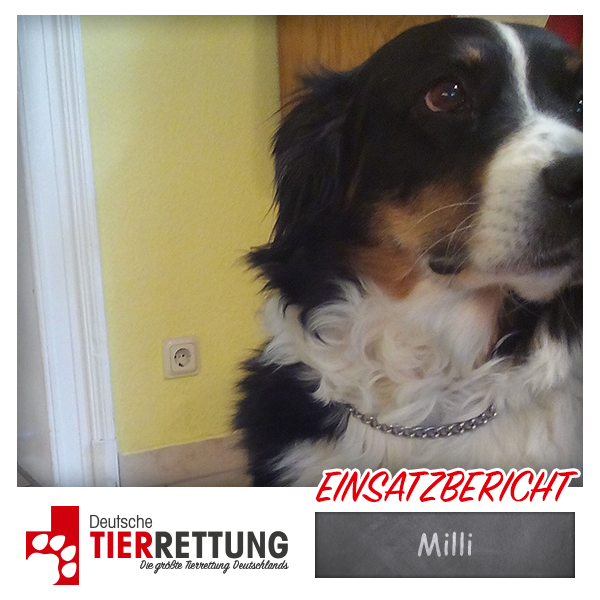 Tierrettung Einsatz: Milli in Gelsenkirchen