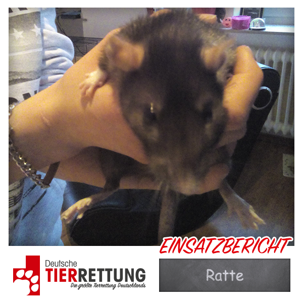 Tierrettung Einsatz: Ratte in Mönchengladbach