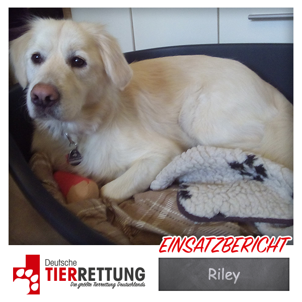 Tierrettung Einsatz: Riley in Herne