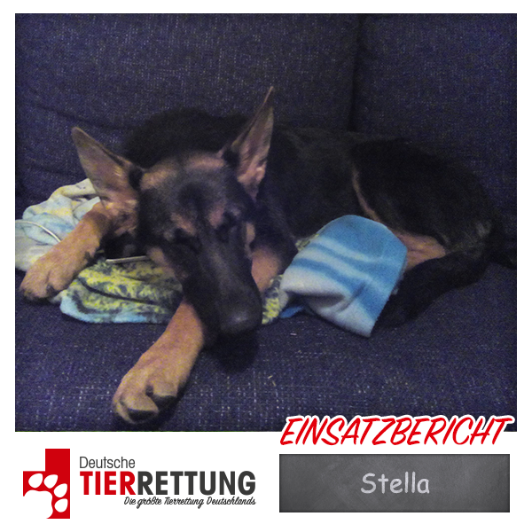 Tierrettung Einsatz: Stella in Gelsenkirchen