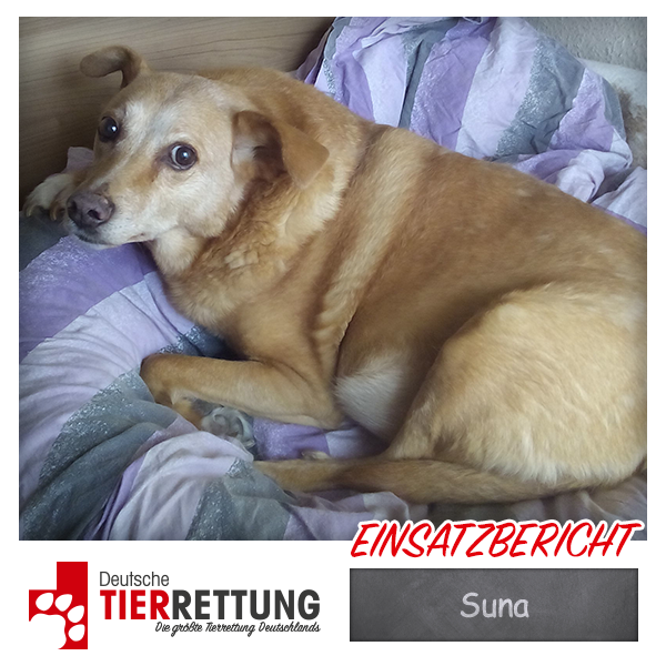Tierrettung Einsatz: Suna in Duisburg